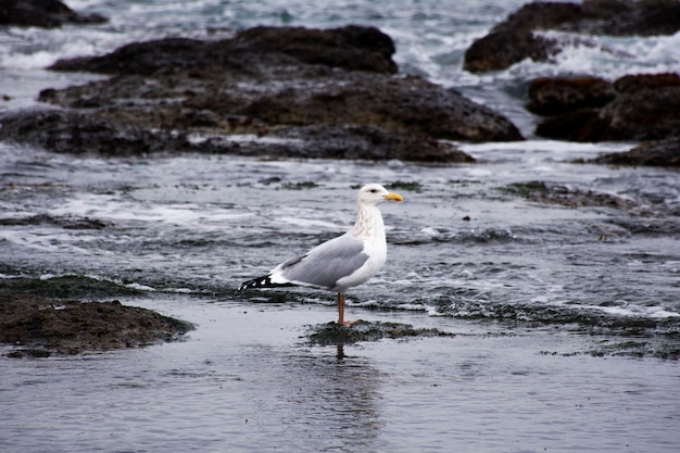 Zeevogels meeuwen of zeemeeuw zeevogels op vulkanisch rotsstrand op zoek naar visvangst in de zee en oceaan van Oost-Japan in de stad Gyeongsangbuk in Pohang of Noord-Gyeongsang, Zuid-Korea