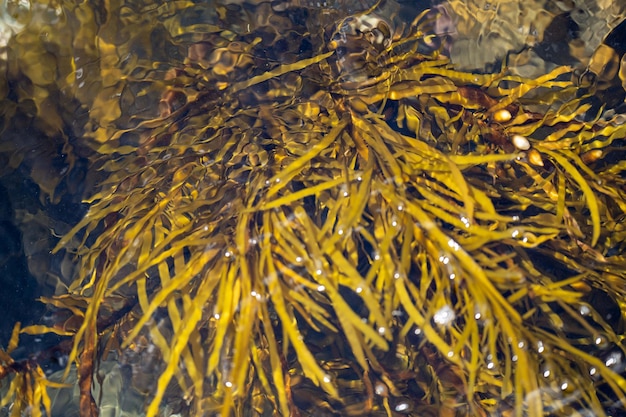Zeewier en bull kelp groeien op rotsen in de oceaan in Australië Golven verplaatsen zeewier over rotsen en stromen met het getij in Japan Zeewierboerderij