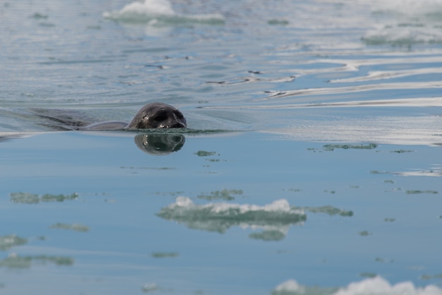 Zegel in de arctische zee