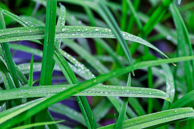 Zegge met dauwdruppels close-up