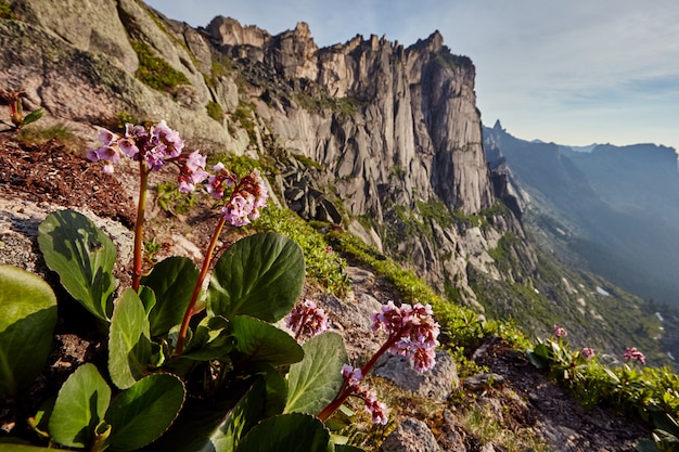 Zeldzame bergplanten en bloemen groeien in de buurt van de bergstroom op een heldere zonnige dag