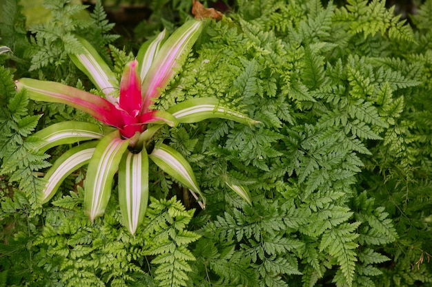 Zeldzame bloem in het bos