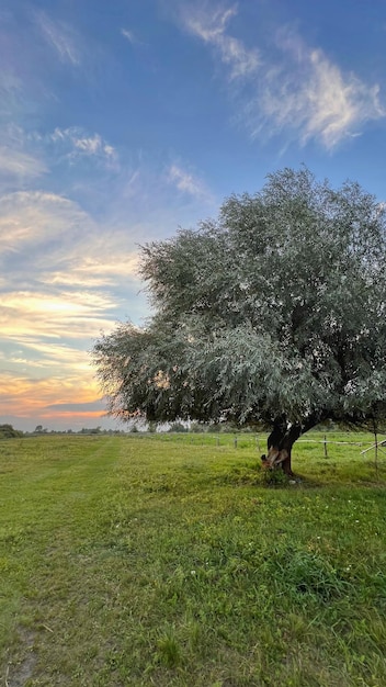 Zeldzame Elaeagnus-boom in de Europese steppen