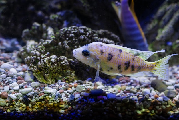 zeldzame exotische paarse vissen in het aquarium