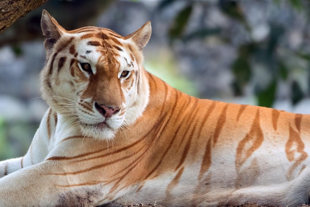 Zeldzame gouden tijger in hun omgeving