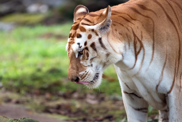 Zeldzame gouden tijger in hun omgeving