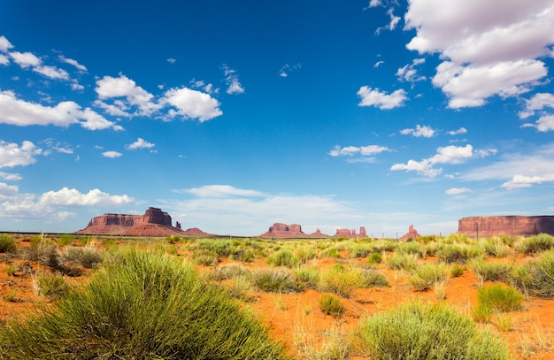 Zeldzame groene natuur in de woestijn van Monument Valley