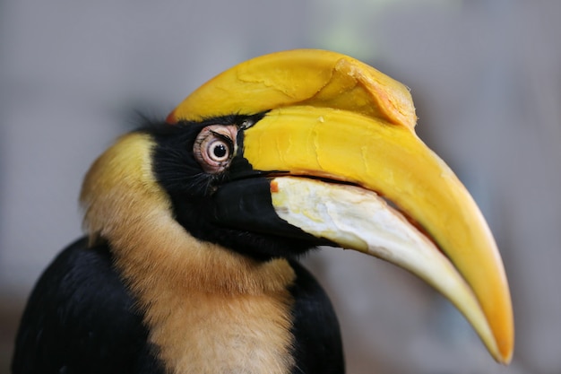 Zeldzame neushoornvogel, Thailand