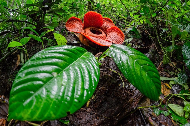 Zeldzame Rafflesia Arnoldii in close-up en detail