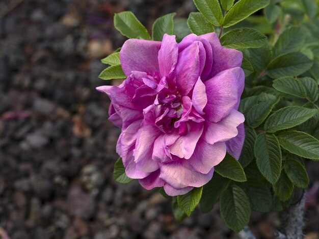 Zeldzame rozenbloem bij kweektuinsoort Hansa