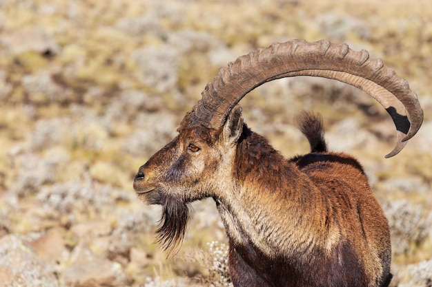 zeldzame Walia ibex in het Simiengebergte in Ethiopië