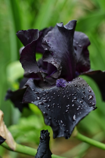 Zeldzame zwarte iris