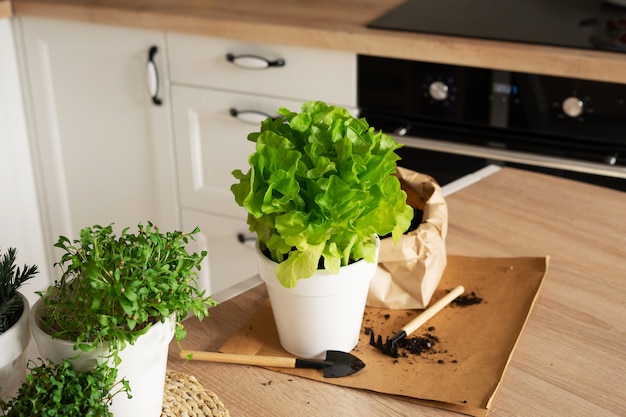 Zelfgemaakte biologische kruidentuin in de keuken. Sla, rozemarijn, microgroenten, koriander, radijs. Gezond eten. Groen planten in een pot aarde met mini tuingereedschap.