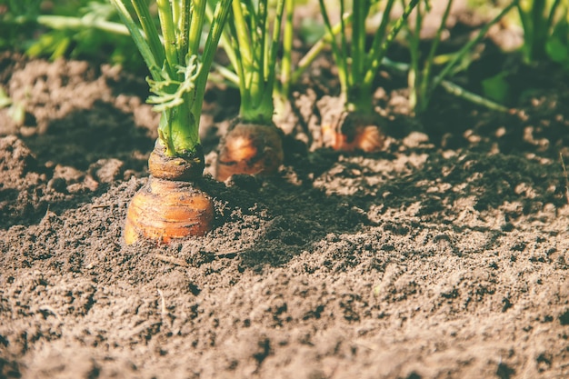 Zelfgemaakte biologische wortels groeien in de tuin. Selectieve aandacht.