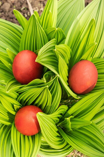 Zelfgemaakte handbeschilderde rode paaseieren tussen verse groene bladeren in een zonnige tuin Egghunt