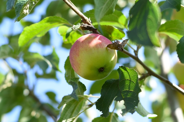 Zelfgemaakte rijpe appels groeien op een tak in de zomer