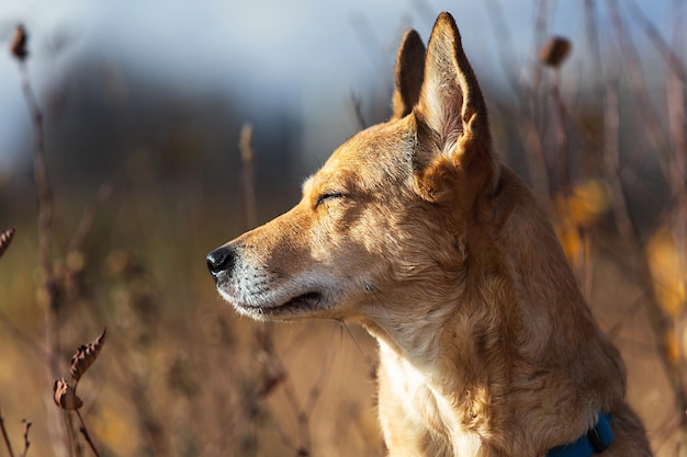 Zelfverzekerde bastaardhond zit op het platteland in de natuur