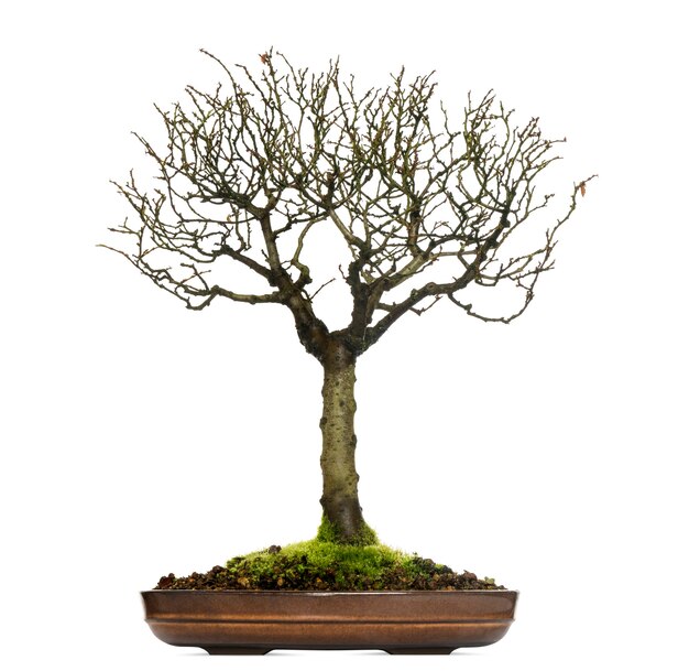 Zelkova bonsaiboom, geïsoleerd op wit