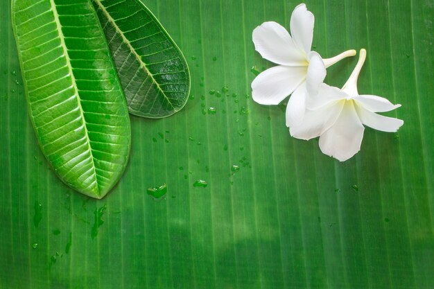 Zen spa bacground, frangipani of plumeriabloem, bananenblad