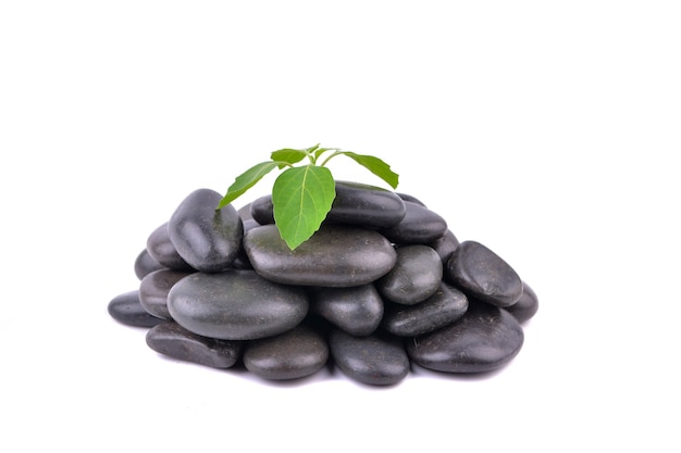 Zen stones and plant on the white background