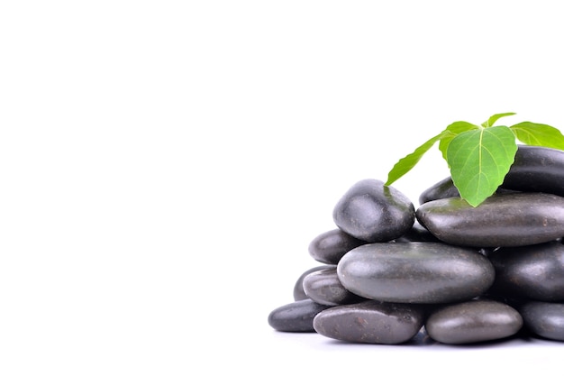 Zen stones and plant on the white background