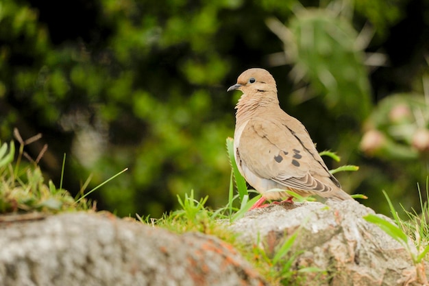 Zenaida auriculata - De tortelduif met lange oren is een soort van columbiform vogel in de familie Columbidae.