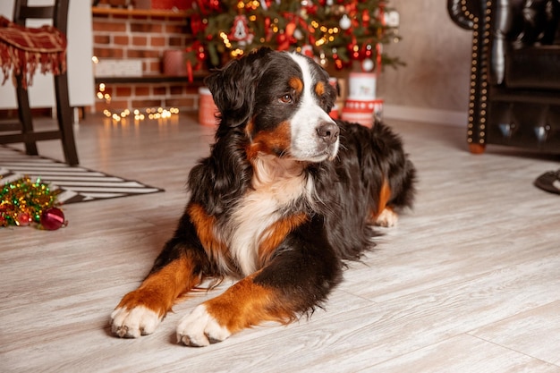 Zenenhund dog lies at home near the Christmas tree the concept of Christmas