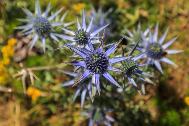 山の上の青いEryngiumbourgatii植物のグループの天頂