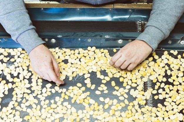 Zenith plane of hands selecting beans