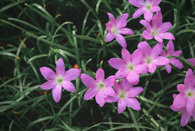 Zephyranthes grandiflora flowers top view