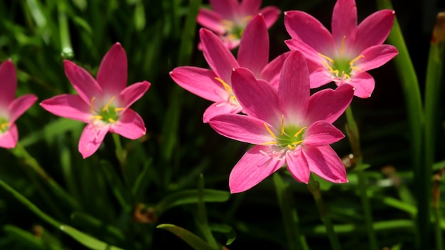 Zephyranthes Lily Flower Algemeen bekend als roze regenlelie fairy lily zephyr lily en roze magie