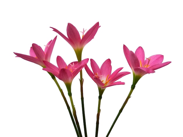 Zephyranthes 백합 꽃 흰색 배경에 고립