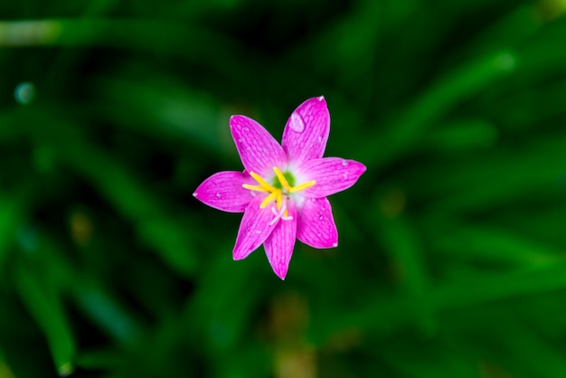 Zephyranthes of Rain Lily een mooie roze bloem