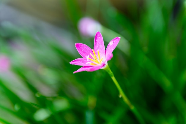 Zephyranthes 또는 Rain Lily 아름다운 분홍색 꽃