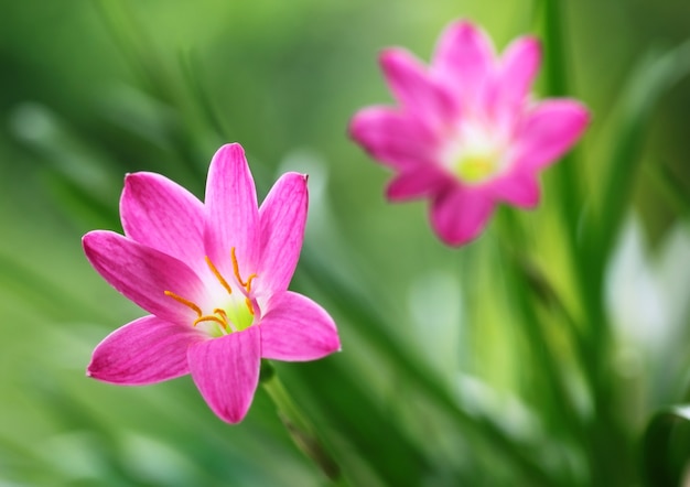 Zephyranthes rosea of regenlelie in een tuin