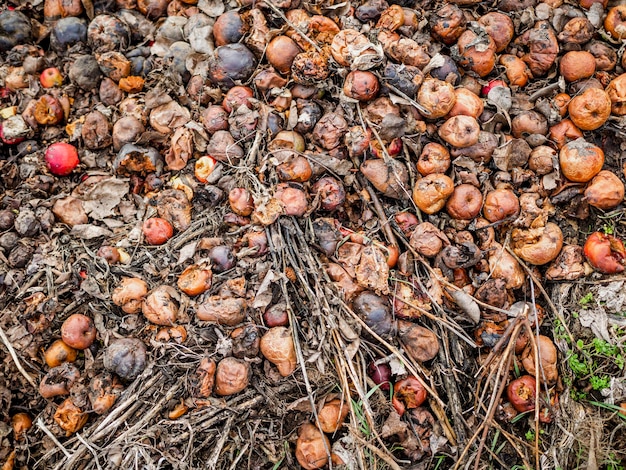 Zero waste concept top view garbage food waste in a ground pit\
in nature fruits apples and dried