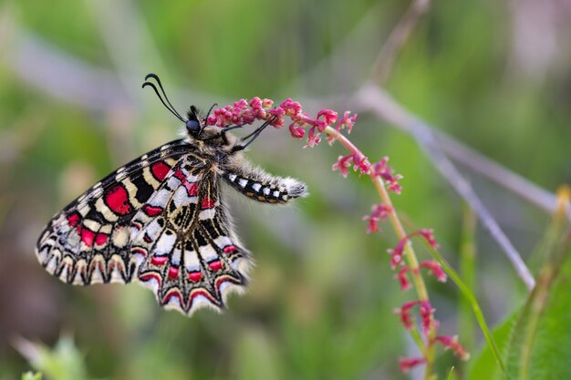 Zerynthia rumina. vlinder in hun natuurlijke omgeving