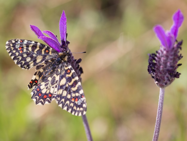 Foto zerynthia rumina