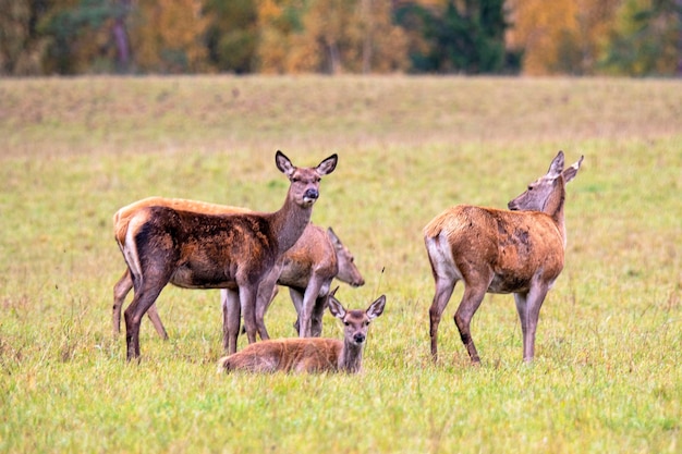 Zes hertenvriendinnen genieten van de herfstdag en grazen in de wei