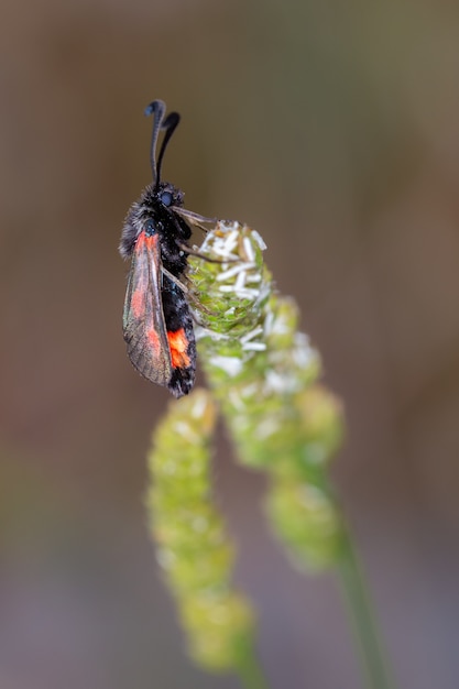 Zes vlekken burnet. Motensoort in zijn natuurlijke omgeving