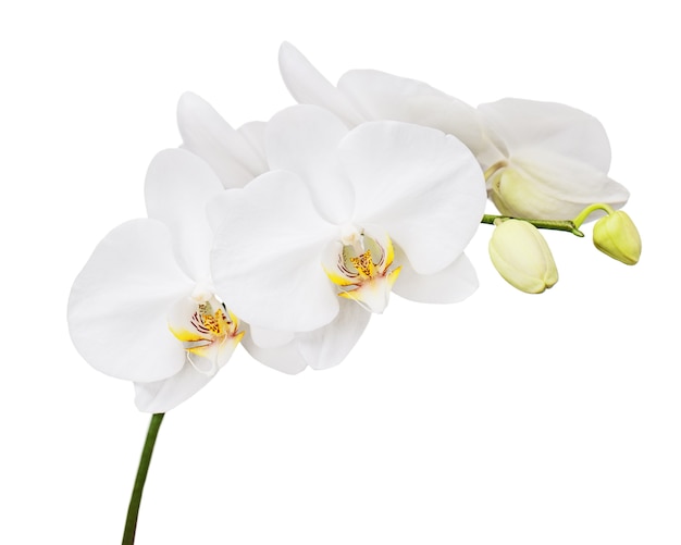 Zesdaagse oude orchidee die op wit wordt geïsoleerd