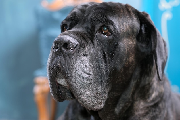 Zesjarige reu Italiaanse Cane Corso