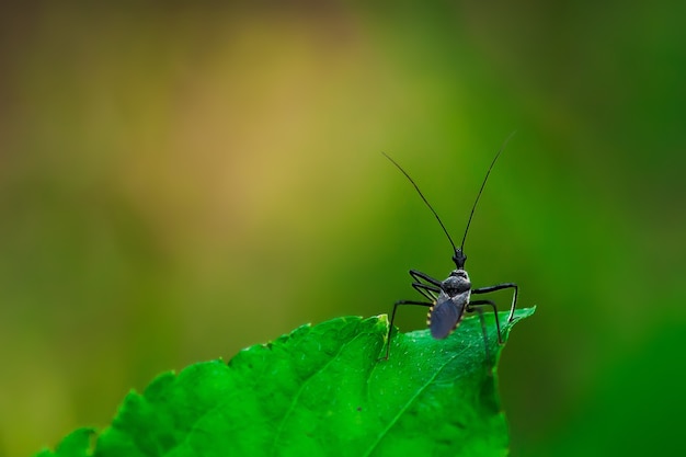 Foto zespotige insecten