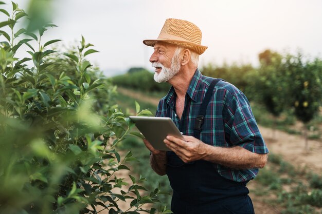 Zestig jaar oude baardagronoom inspecteert bomen in boomgaard en gebruikt tabletcomputer.