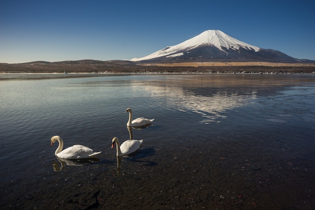 Zet Fuji op met drie witte zwanen