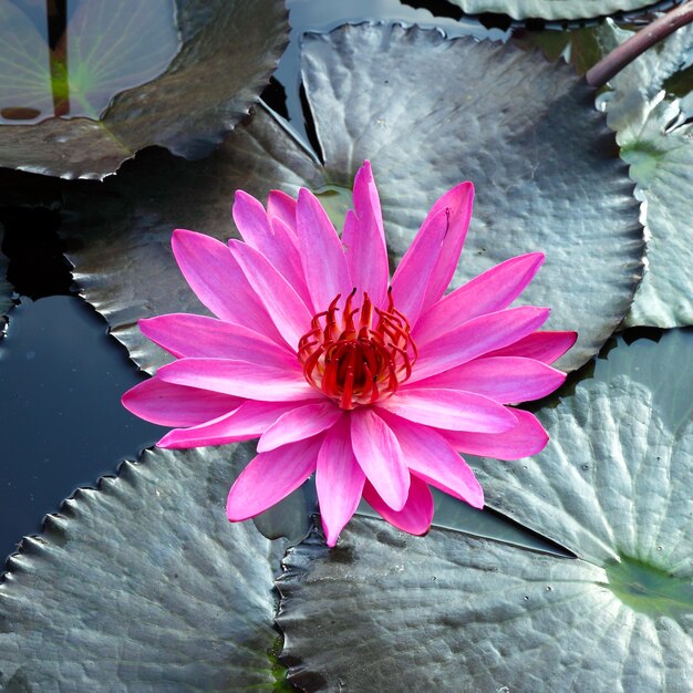 Zet Lotus op de rivier