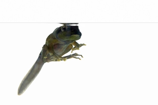 Photo zhangixalus dulitensis tadpole on isolated baackground