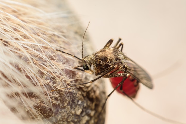 Zica-virus aedes aegypti-mug op hondenhuid - Dengue, Chikungunya, Mayaro-koorts