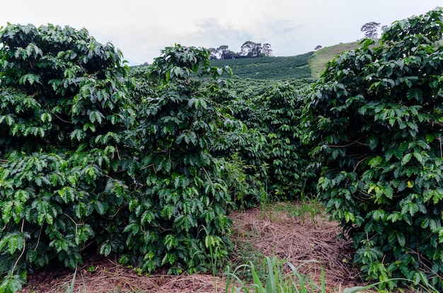 Zicht op Arabica-koffieplanten in Minas Gerais, Brazilië