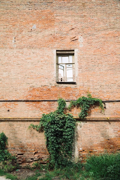 Zicht op bakstenen muur van gebouw met groeiende plant en oud houten raamkozijn
